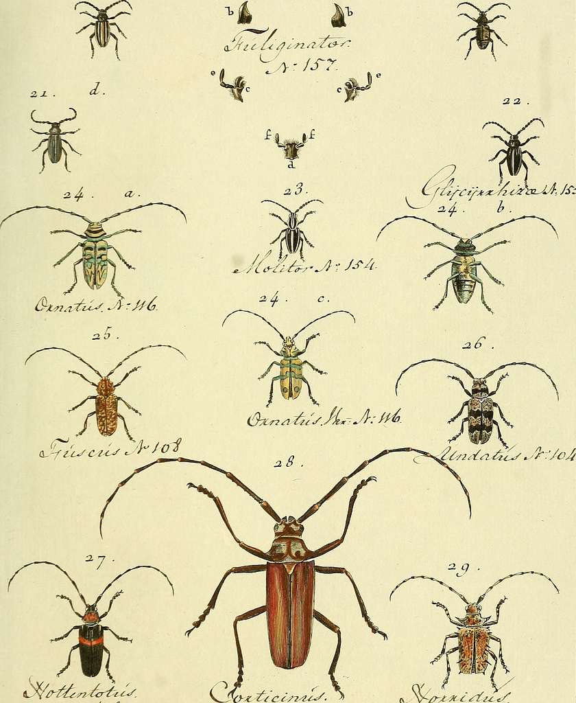 Entomologie Ou Histoire Naturelle Des Insectes Avec Leurs