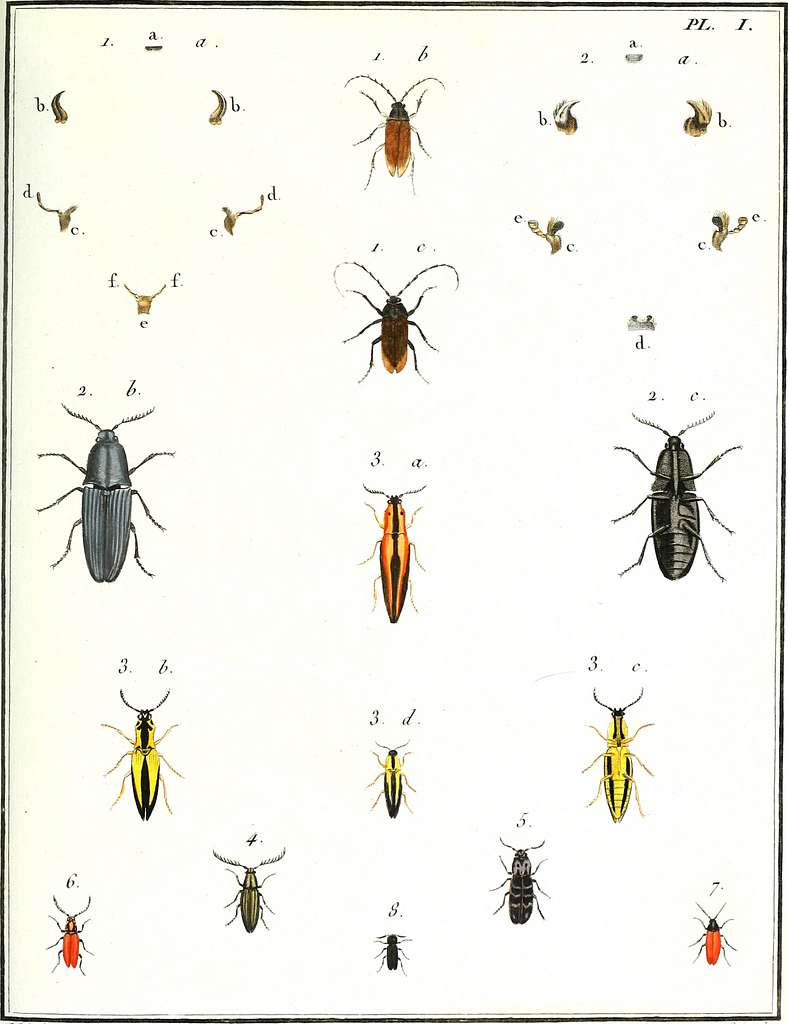 Entomologie Ou Histoire Naturelle Des Insectes Avec Leurs Caract Res