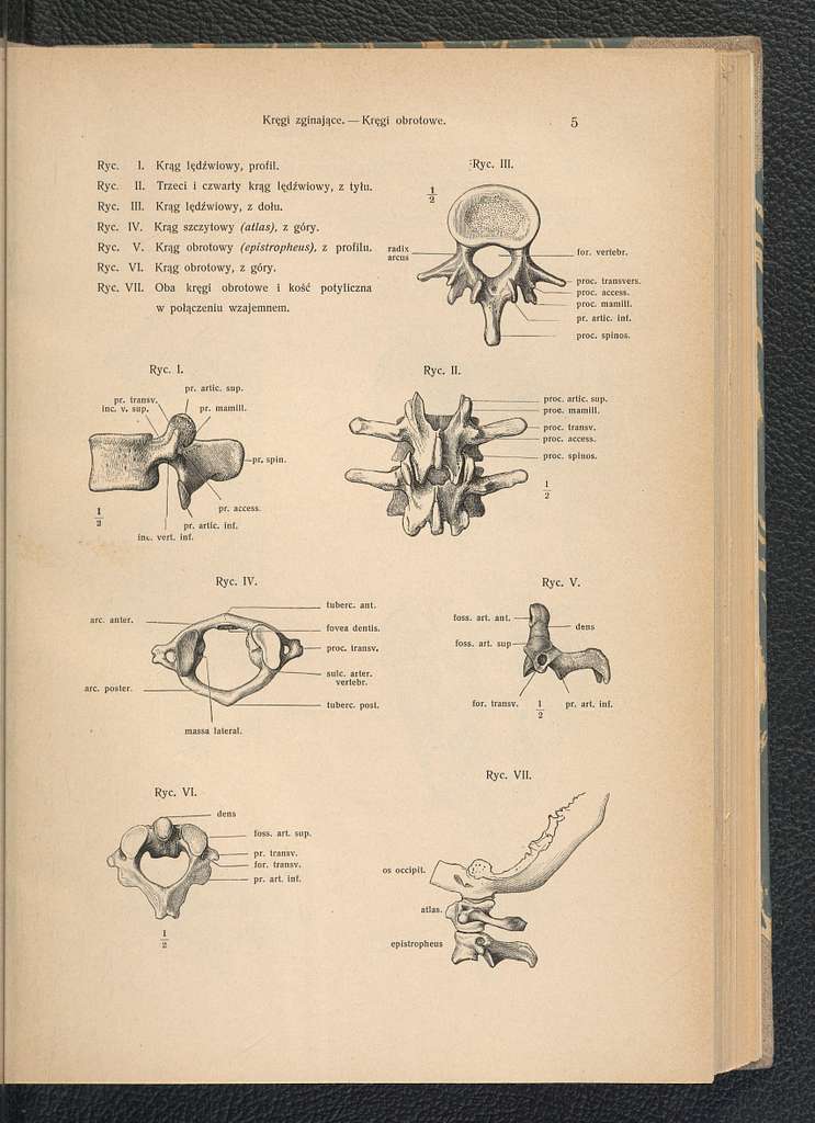 Zarys Anatomii Czlowieka Atlas 1916 116470536 PICRYL Public