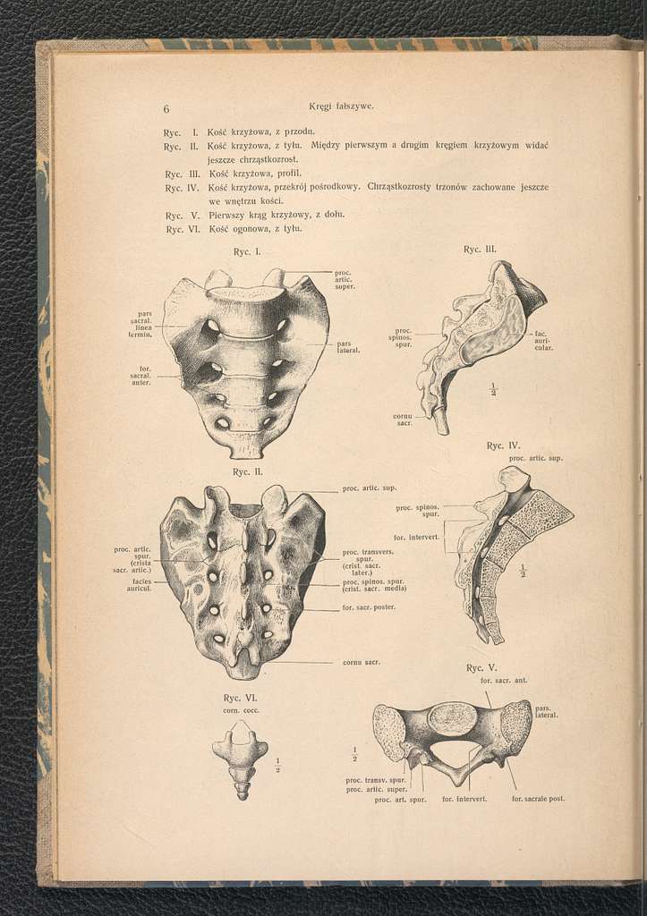 Zarys Anatomii Czlowieka Atlas 1916 116470541 PICRYL Public