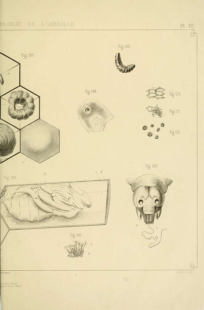 Anatomie Et Physiologie De L Abeille BHL11484467 PICRYL Public Domain