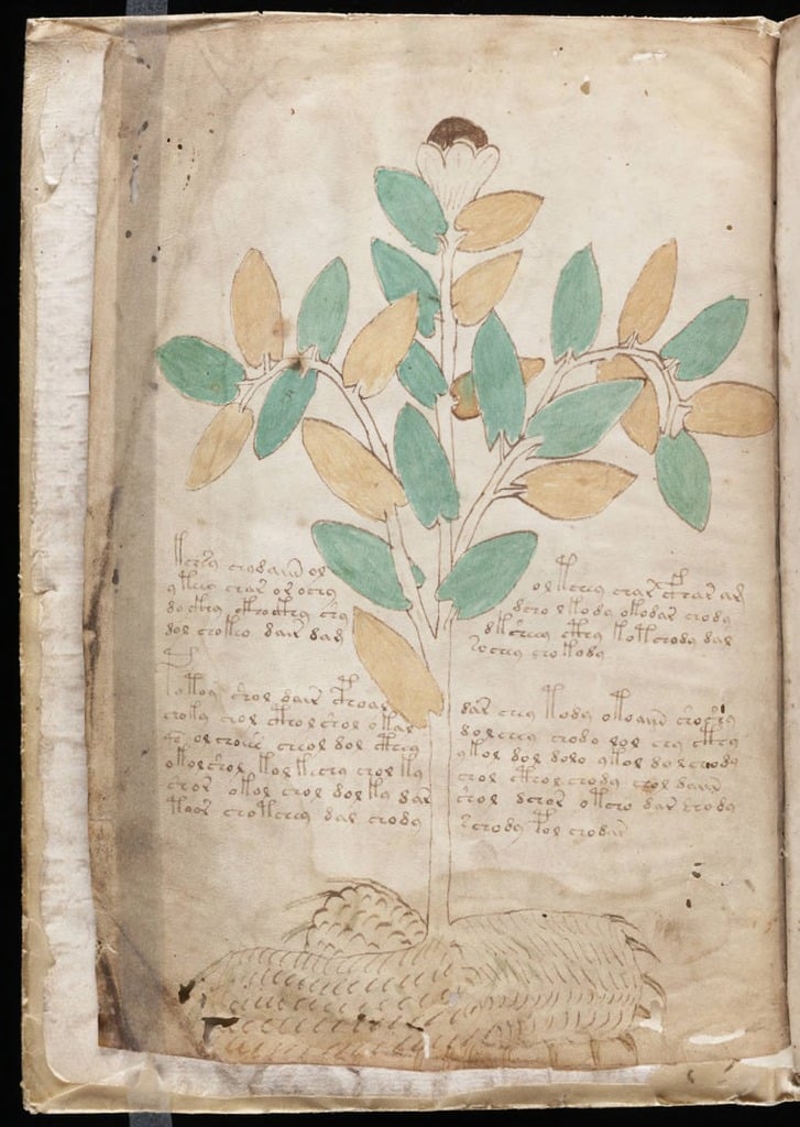 voynich manuscript high resolution