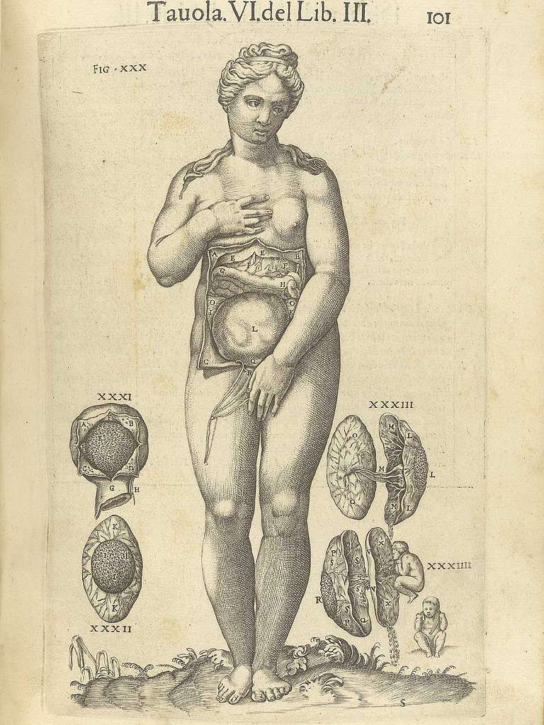 File:Anatomia del corpo humano.jpg - ᐅᐃᑭᐱᑎᐊ