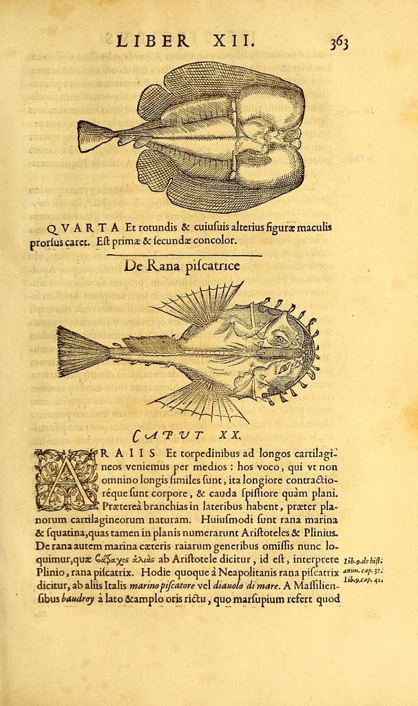 Gvlielmi Rondeletii  Libri de piscibus marinis - Biodiversity Heritage  Library