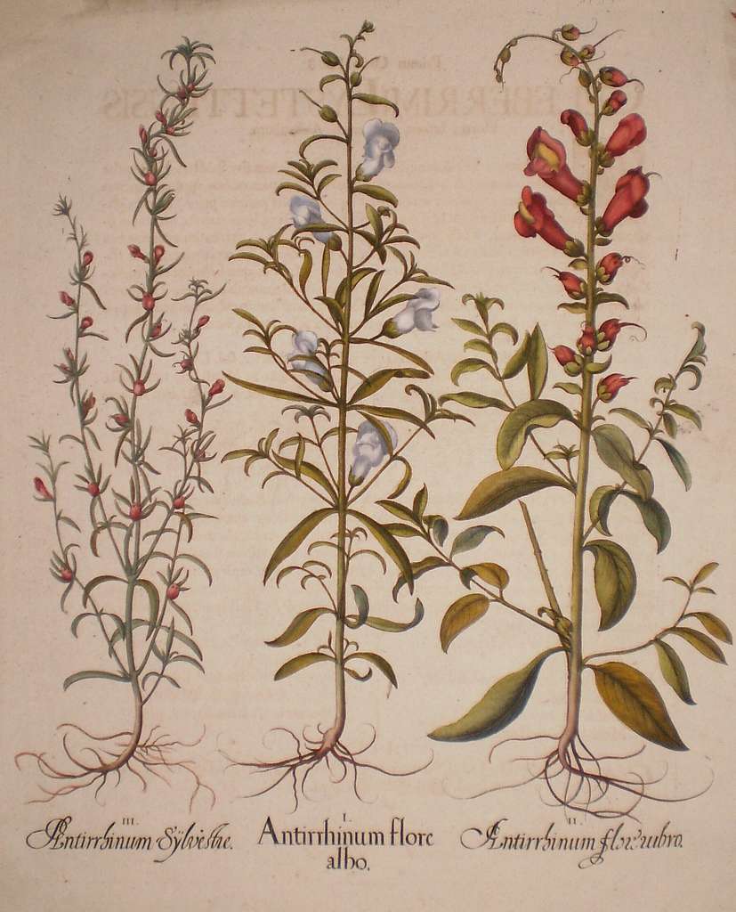 11 Antirrhinum Botanical Illustrations Image PICRYL Public