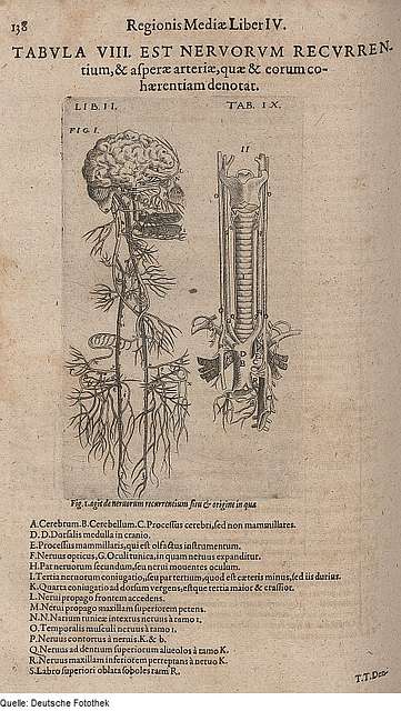 Fotothek df tg 0006571 Biologie Anatomie Mensch PICRYL