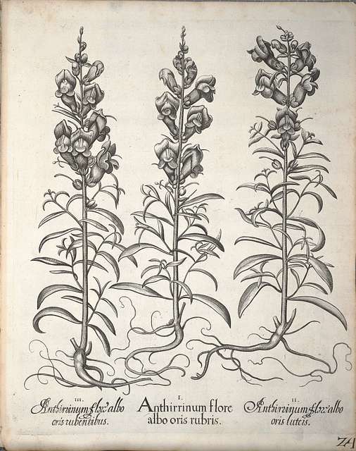 11 Antirrhinum Botanical Illustrations Image PICRYL Public