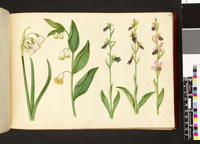 11 Antirrhinum Botanical Illustrations Image PICRYL Public