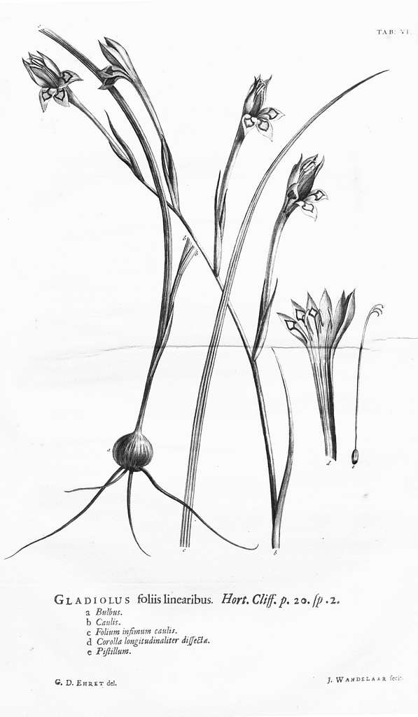 Christophorus Plantinus Turonensis (BM 1864,0309.40) - PICRYL - Public  Domain Media Search Engine Public Domain Search