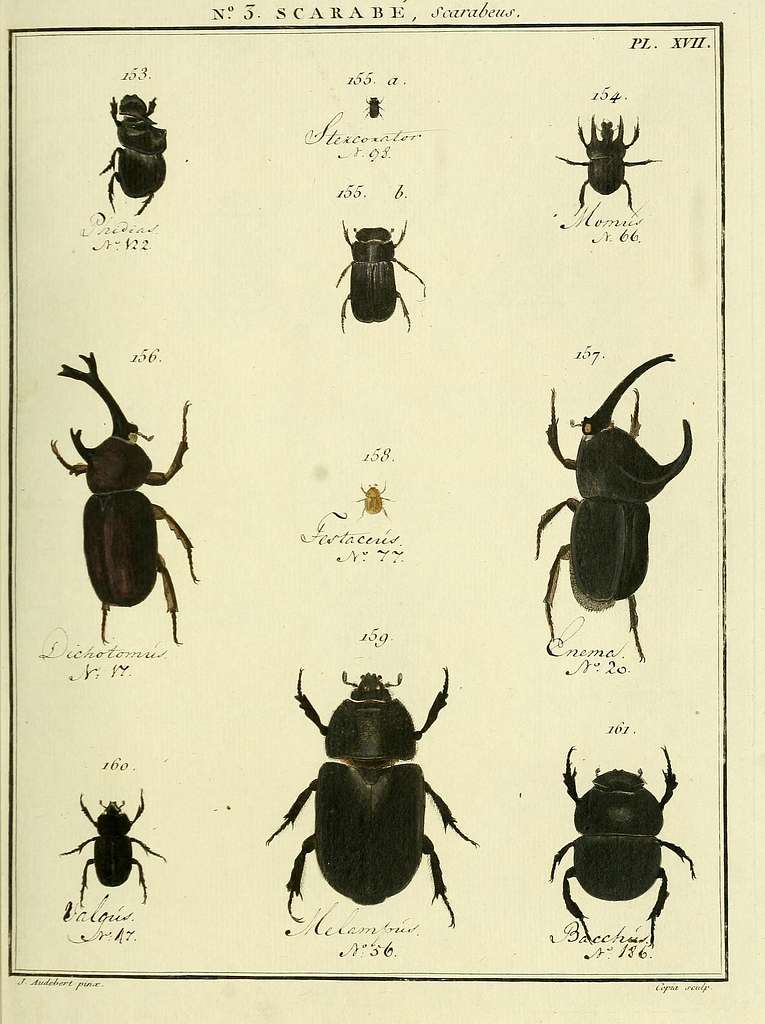 Entomologie, ou, Histoire naturelle des insectes (No. 3 Scarabe Pl