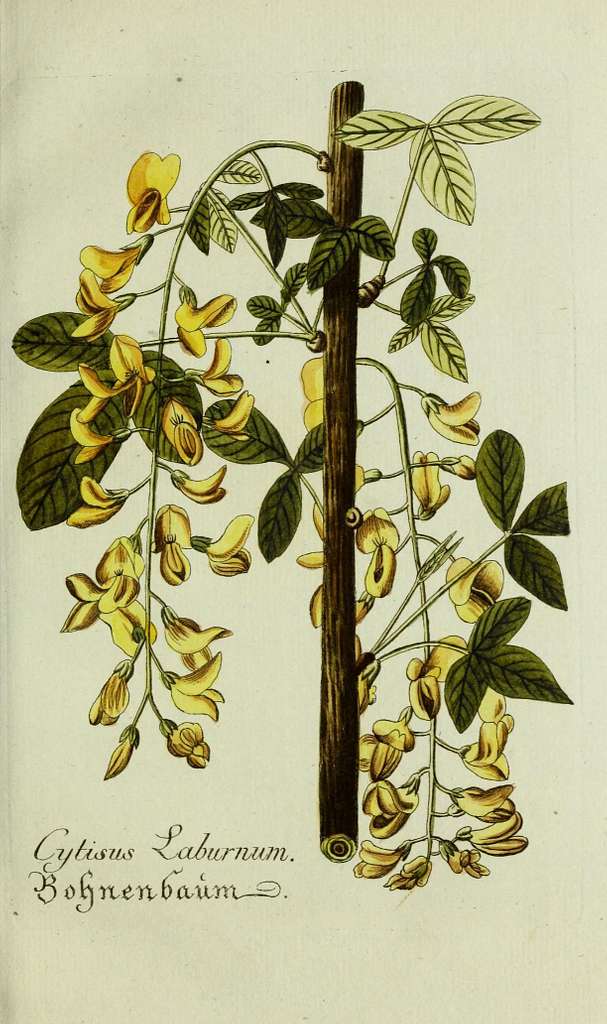 Flower Flowering Ornamental Tree Laburnum Overhanging Stock Illustration  315822650 | Shutterstock