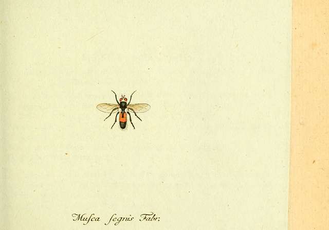 Fauna Germanica, Diptera (6045709583) - PICRYL Public Domain Search