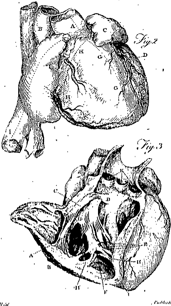 Original Vintage Human Anatomy Dissection 1924 Internal