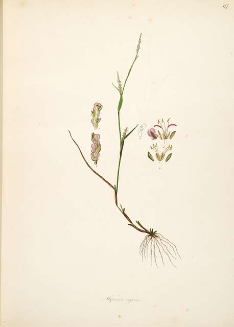 Manisuris myurus Roxburgh 1798 2-117 - PICRYL Public Domain Search