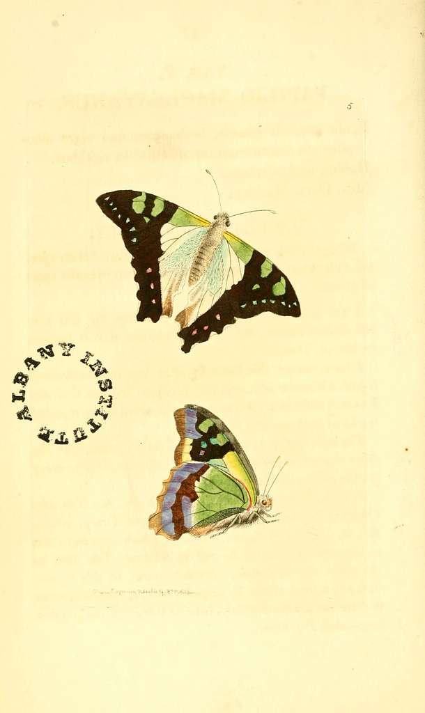 58 Papilionidae illustrations Images: PICRYL - Public Domain