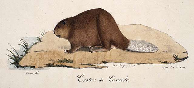 Beaver Castor (Pints)