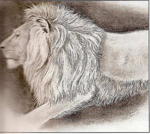 Lion Sketch Stock Illustrations – 19,359 Lion Sketch Stock Illustrations,  Vectors & Clipart - Dreamstime