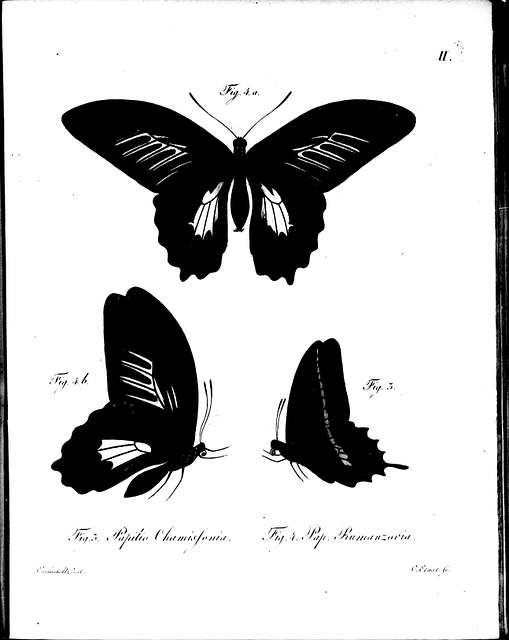 58 Papilionidae illustrations Images: PICRYL - Public Domain