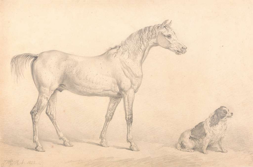 Cheval Ardennes 1848 - A black and white drawing of a horse