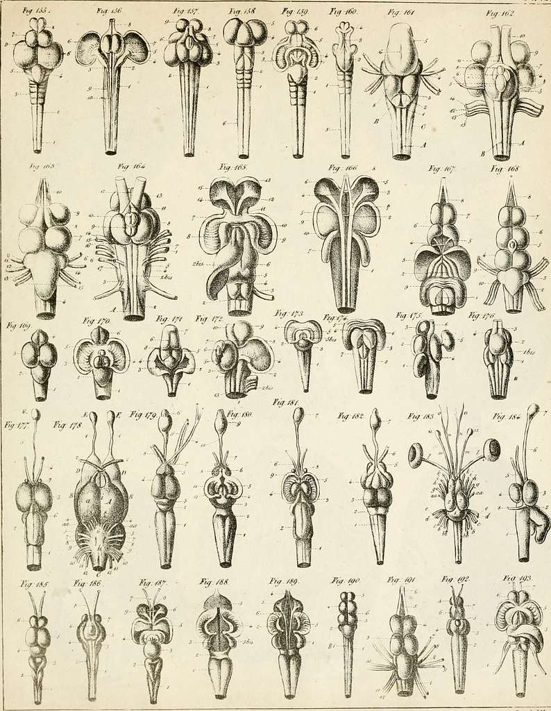 Anatomie Compar E Du Cerveau Dans Les Quatres Classes Des Animaux Vert Br S