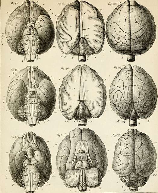 Anatomie Compar E Du Cerveau Dans Les Quatres Classes Des Animaux