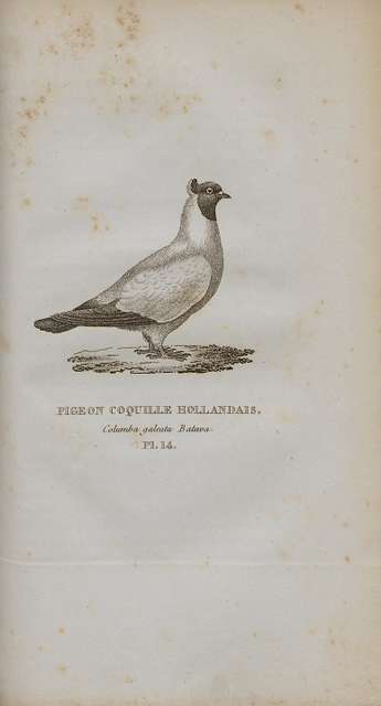 Les Pigeons De Volière Et De Colombier, Ou Histoire Naturelle Des 