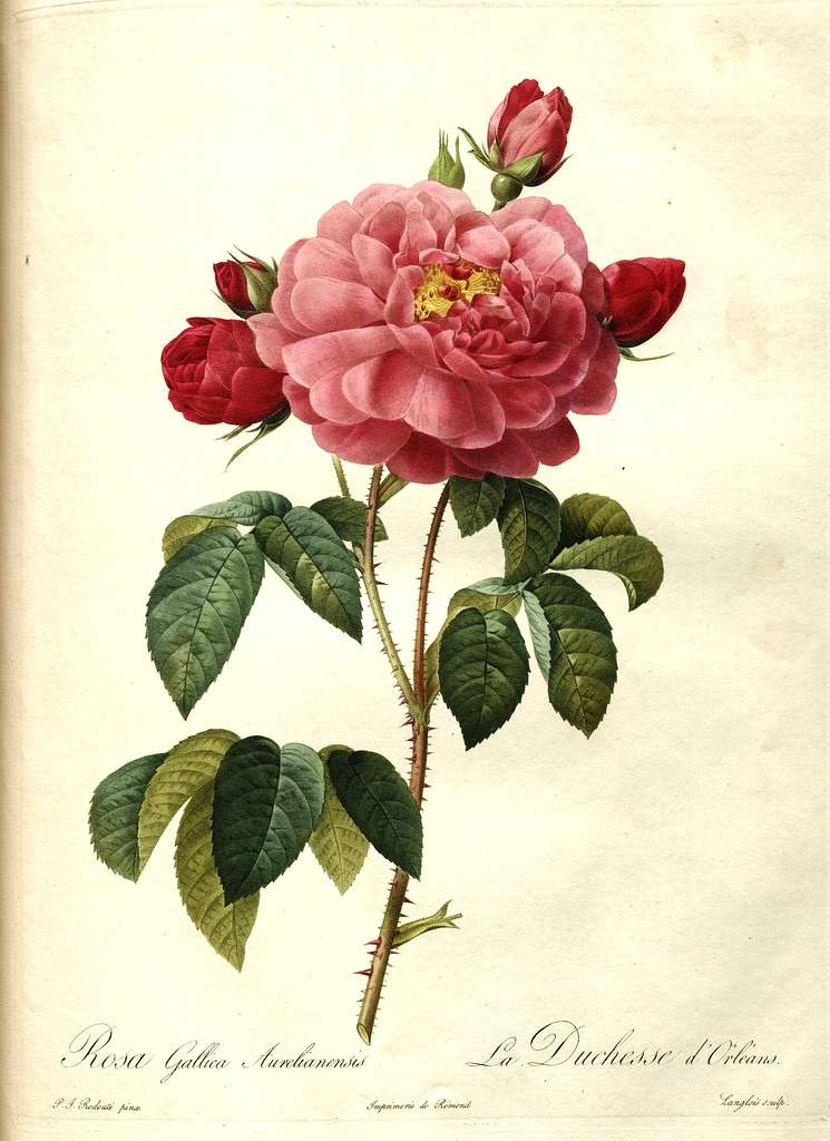 Rosa gallica aurelianensis Public domain engraving PICRYL Public Domain Media Search Engine Public Domain Image