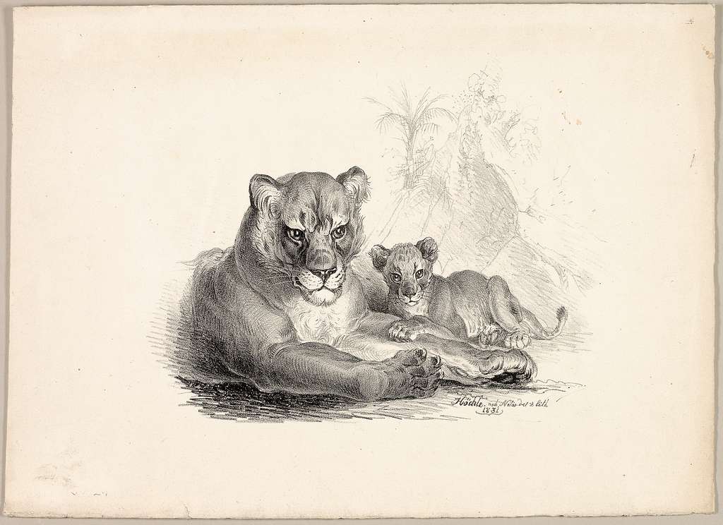 Lyla the lion cub Drawing by Abbey Noelle - Pixels
