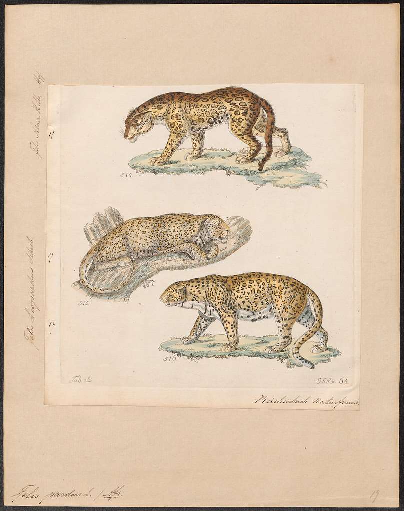 Felis pardus - 1834 - Print - Iconographia Zoologica - Special ...