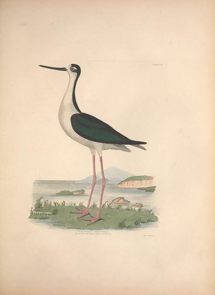 Illustrations of the American ornithology of Alexander Wilson and ...