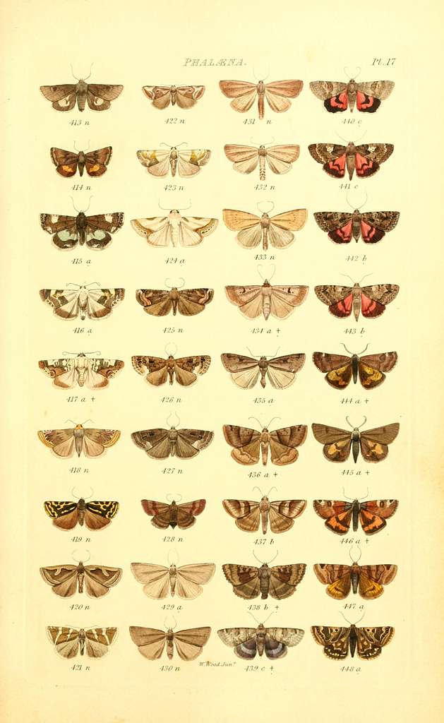 Index entomologicus, or, A complete illustrated catalogue, consisting ...