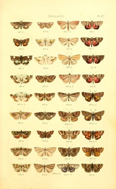 Index entomologicus, or, A complete illustrated catalogue, consisting ...