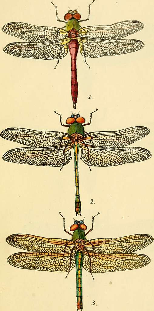 British Libellulinae Or Dragon Flies Illustrated In A Series Of