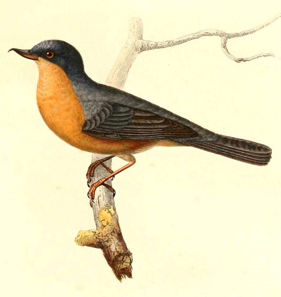 Diglossa sittoides 1847 - PICRYL Public Domain Search