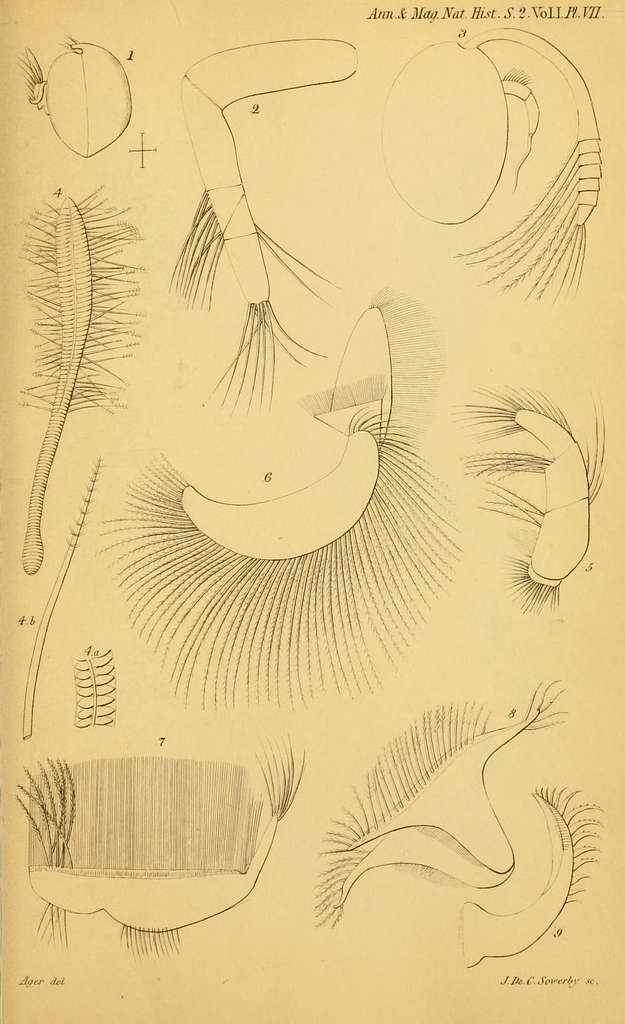 The Annals and magazine of natural history; zoology, botany, and geology.  Natural history; Zoology; Botany; Geology. Dr. A. Giiiither on the British  Species of Mugil. 347. extremity of the maxillary bone