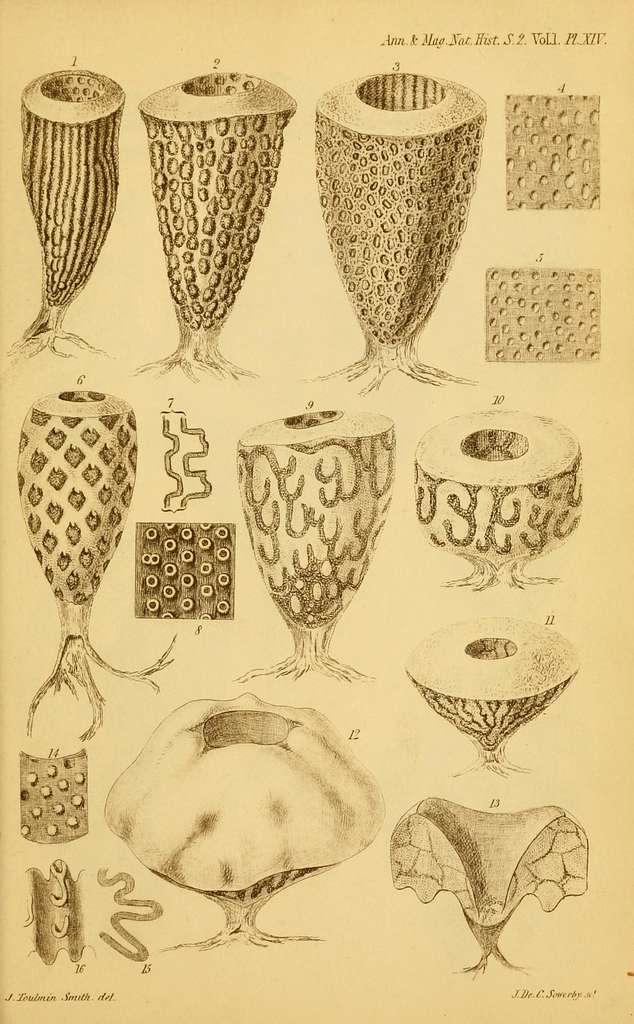 The Annals and magazine of natural history; zoology, botany, and geology.  Natural history; Zoology; Botany; Geology. Dr. A. Giiiither on the British  Species of Mugil. 347. extremity of the maxillary bone