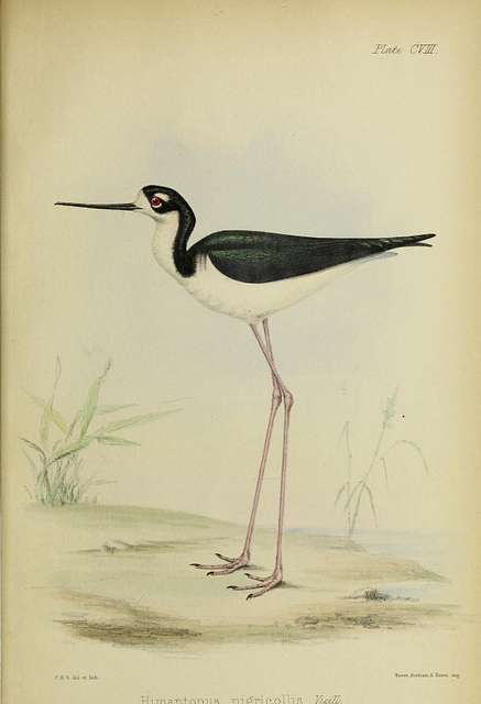 Illustrations of the birds of Jamaica (20124441755) - PICRYL - Public ...