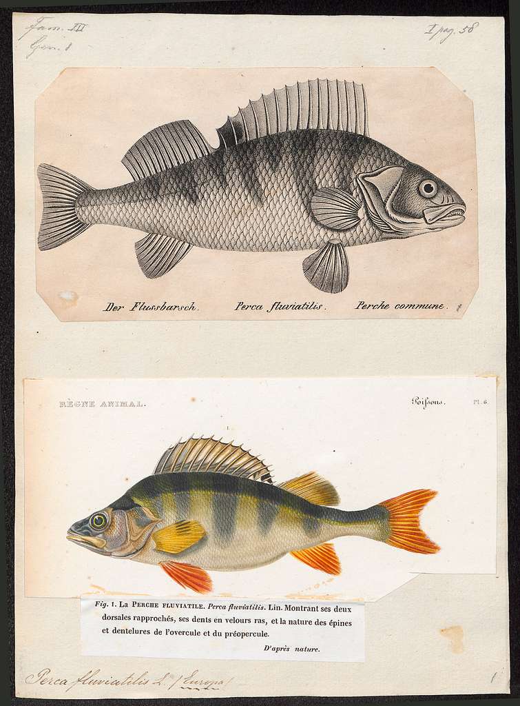 43 Percidae illustrations, Fish Images: PICRYL - Public Domain Media Search  Engine Public Domain Search