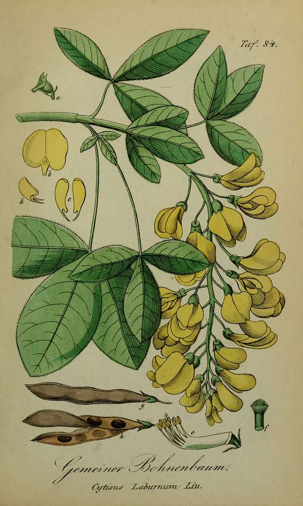 Golden Chain Tree (Laburnum Anagyroides Medic.)' Giclee Print | Art.com