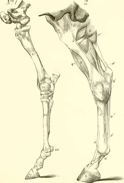 The anatomy and physiology of the horse- with anatomical and questional ...