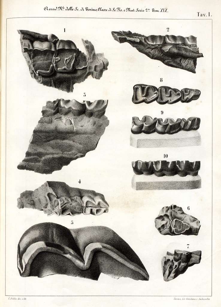 Cenni sui vertebrati fossili del Piemonte (Tav. I) BHL40166283 - PICRYL ...