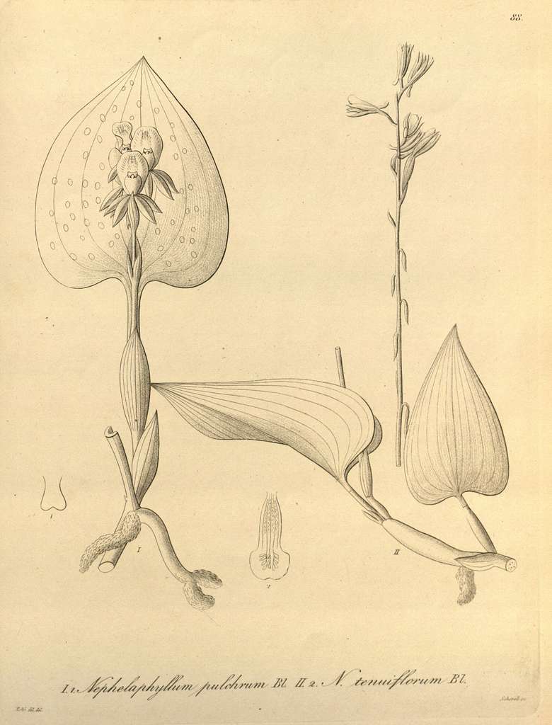 Nephelaphyllum pulchrum-Nephelaphyllum tenuiflorum - Xenia 1-88 (1858 ...