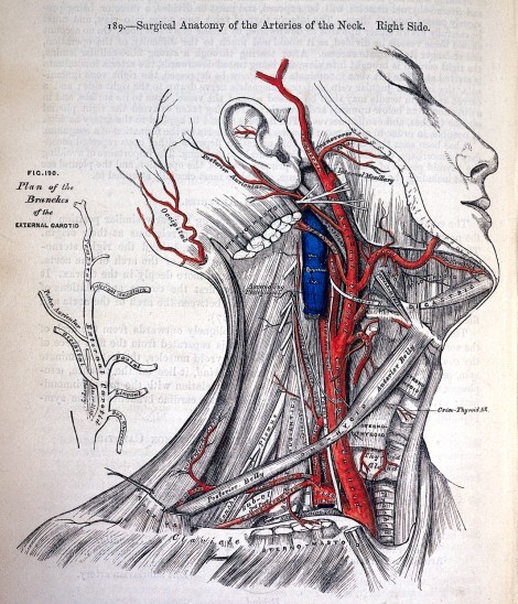 Surgical Anatomy of the Arteries of the neck Gray's Anatomy 1858 ...