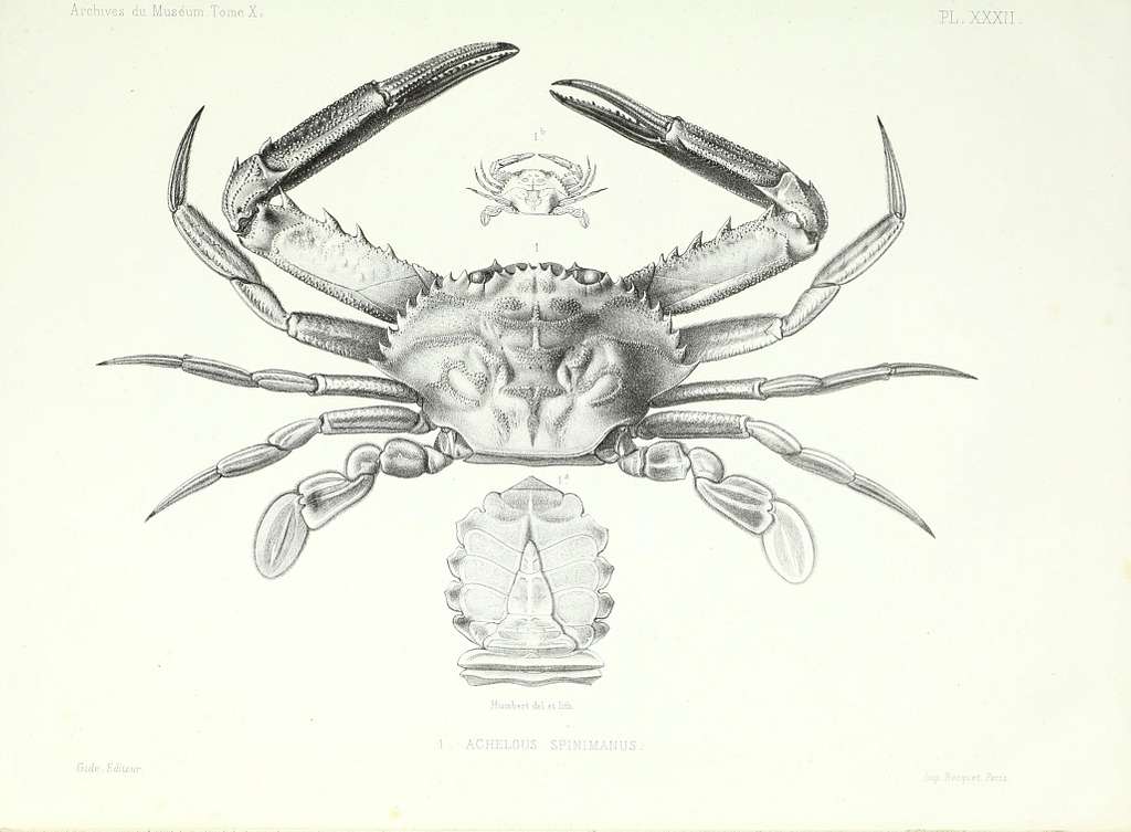 Tom 1 - Archives du Muséum d'Histoire Naturelle, Paris