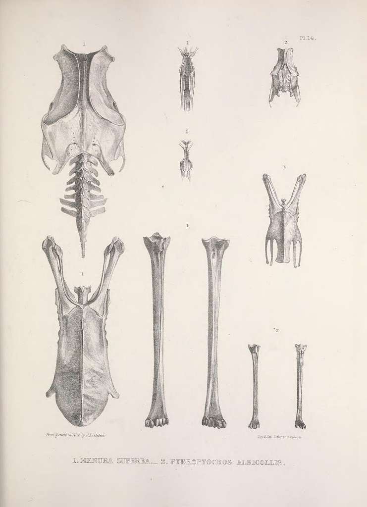 Osteologia avium, or, A sketch of the osteology of birds (PL. 14 ...