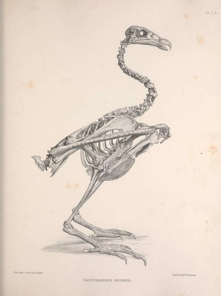 Download Birds, Skeleton, Line Art. Royalty-Free Vector Graphic - Pixabay