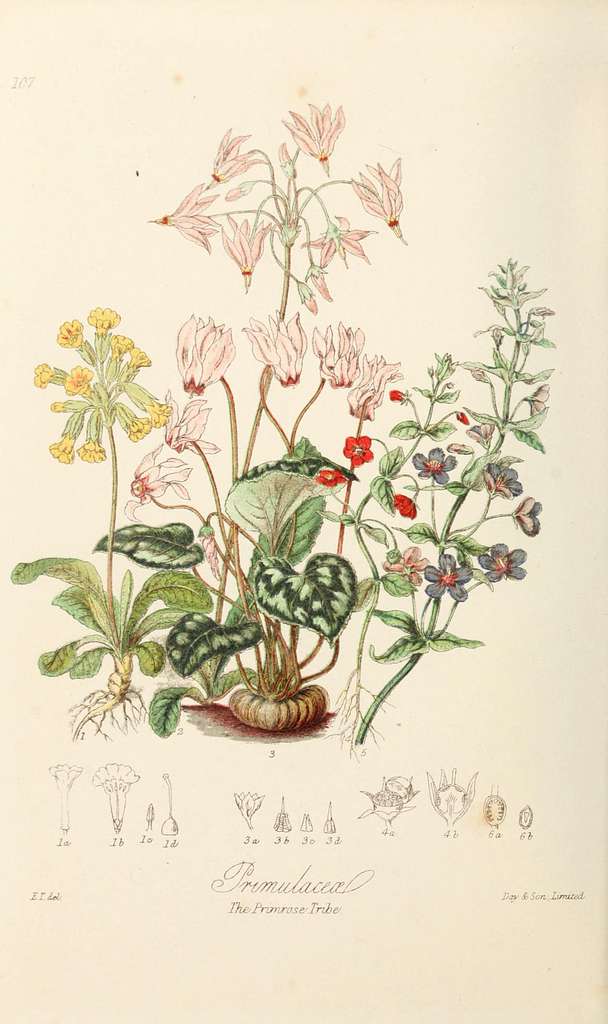 Illustrations of the natural orders of plants with groups and ...