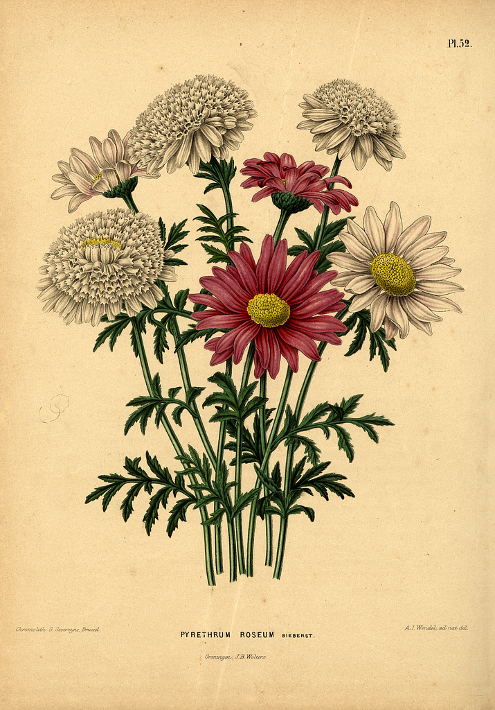 File:Tanacetum coccineum - Köhler–s Medizinal-Pflanzen-035.jpg