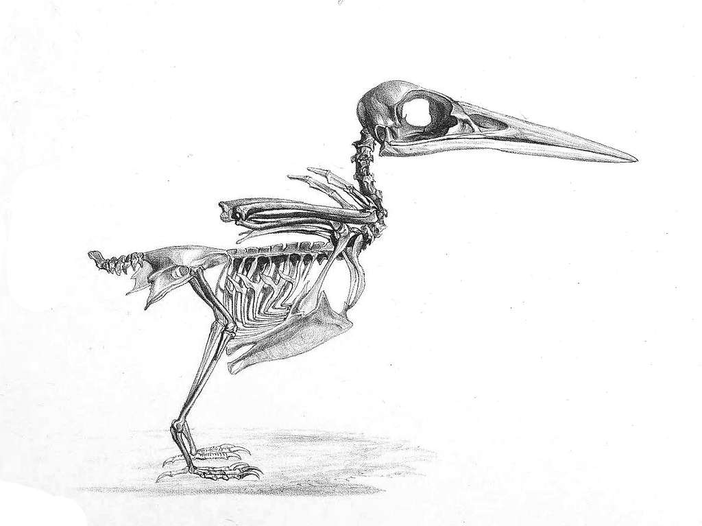 Image result for bird skeleton drawing | Skeleton art drawing, Skeleton  drawings, Skeleton animals art