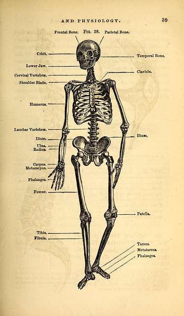 Elementary anatomy and physiology - for colleges, academies, and other ...